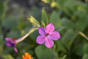 färgrik blommor av doftande tobak Nicotiana alata i de trädgård i sommar. skön tobak blommor i de kväll. foto