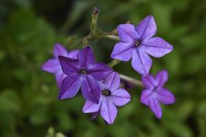 färgrik blommor av doftande tobak Nicotiana alata i de trädgård i sommar. skön tobak blommor i de kväll. foto