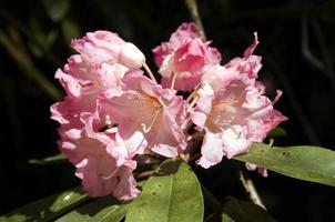 underbart blomma av en rhododendron foto