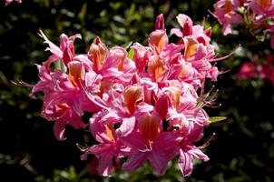 underbart blomma av en rhododendron foto