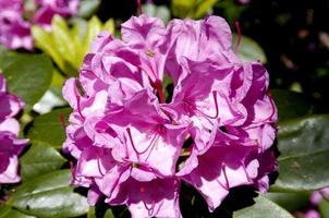 underbart blomma av en rhododendron foto