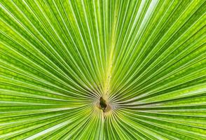 närbild randig av palmgröna blad foto