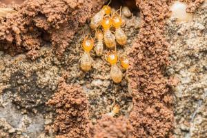 termiter hjälp lasta av trä pommes frites. foto
