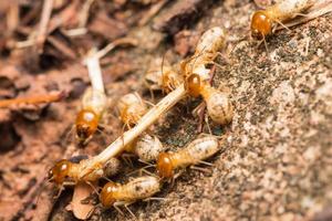 termiter hjälp lasta av trä pommes frites. foto