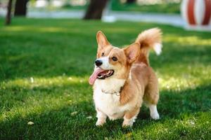 Lycklig och aktiva renrasig welsh corgi hund utomhus i de gräs foto