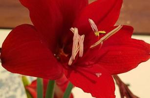 stänga upp amaryllis blommor som visar pollen, amaryllis, amaryllidaceae, hippeastrum reginae ört foto