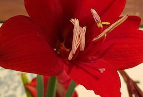 stänga upp amaryllis blommor som visar pollen, amaryllis, amaryllidaceae, hippeastrum reginae ört foto