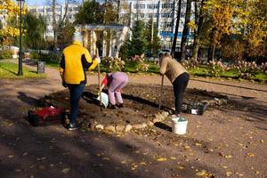 plantering tulpan lökar i de jord i höst. rota tulpaner innan vinter. höst arbete i de trädgård. vård av en blomma säng foto