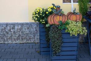 dekoration i de gård för halloween.orange trä- pumpor, blommor i grå trä- lådor foto