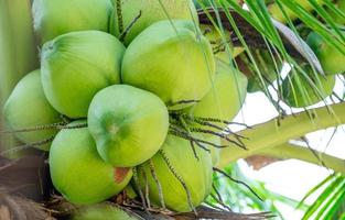 färsk grön ung kokos frukt hängande på de träd. kokos träd trädgård och friska mat begrepp, grupp av kokosnöt, populär thai frukt. foto