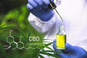 cannabis med formeln cbd cannabidiol. hampaolja, cbd-olja cannabisextrakt, medicinsk cannabiskoncept, foto