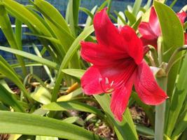 röd amaryllis blomma blooms i de trädgård. detta Foto kan vara Begagnade för något relaterad till barnkammare, plantage, trädgårdsarbete, parkera, natur, miljö
