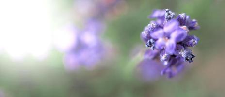 lavendelfält blommar i Hokkaido Japan för att koppla av på sommaren eller våren. foto