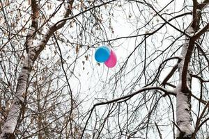 två ballonger i grenar av träd i vinter- foto