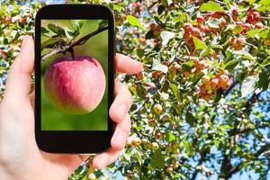 bild av mogen rosa äpple utomhus på smartphone foto