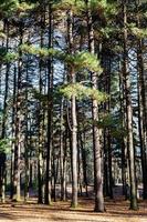 lång tall träd trunkar i urban parkera i höst foto