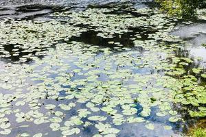 små flod med gul och vit vatten lilja foto