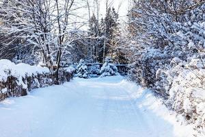 snöig väg mellan häckar i by i vinter- foto