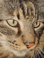 ansikte av en tabby katt foto