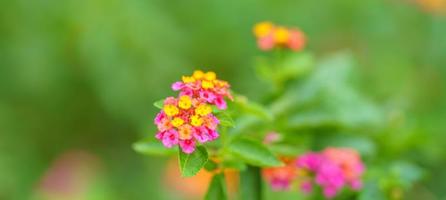 närbild av rosa gul och orange blomma under solljus med kopia Plats använder sig av som bakgrund naturlig växter landskap, ekologi tapet omslag sida begrepp. foto