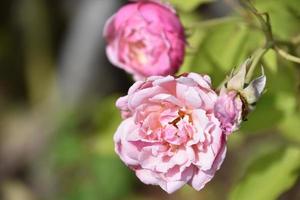 rosa reste sig buske med blomning ro i de sommar foto