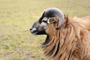 porträtt av en brun får med lång päls och runda horn, i främre av en grön äng i vår foto