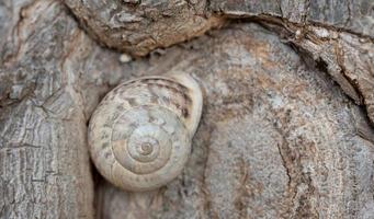 närbild av en snigel i de snigel skal, som är bra kamouflage på en träd trunk foto