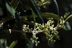 anbud knoppar av de oliv blomma på de gren av ett oliv träd i vår foto