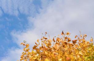 höst löv med ljus blå himmel och moln. gul, orange höst lövverk mot fluffig moln, ljus Färg lämna i falla säsong med kopia Plats för slutet av falla säsonger kampanjer bakgrund foto