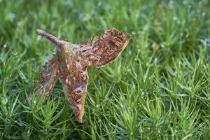 de skal från beechnuts foto