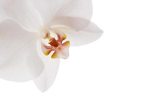skön vit orkide foto