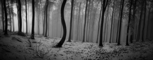 vinter- bok skog foto