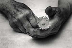 senior kvinna händer och blomma foto