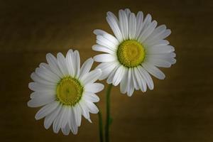 två blommor av daisy foto