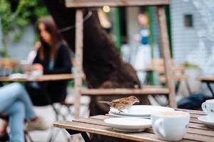 fågel i stad. Sparv Sammanträde på tabell i utomhus- Kafé foto