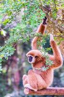 vit kindat gibbon. foto