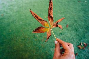 kvinna håll trevlig gul blad i hand. foto