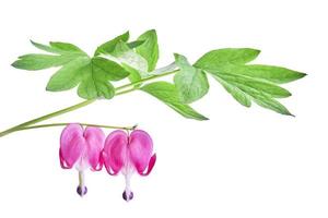 dicentra spektabilis blomma foto