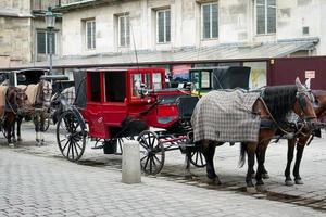 Wien, Österrike, 2014. häst och transport för hyra i wien foto