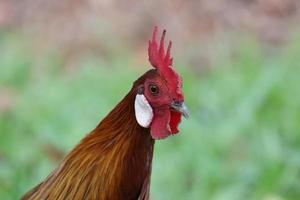 röd junglefowl ser in i de kamera foto