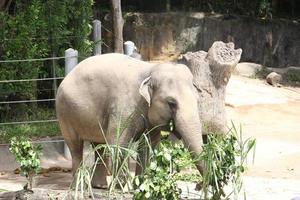 asiatisk elefant under de Sol foto