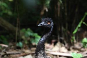 emu i Australien foto