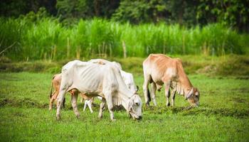 Asien ko betning gräs på fält lantbruk bruka i de landsbygden foto