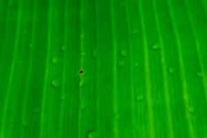 grön textur av banan blad foto