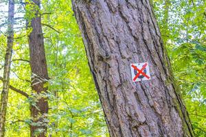 gammal träd stam trunk i grön skog av Tyskland. foto