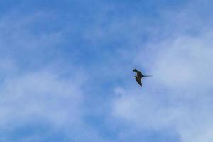 fregat fåglar flock flyga blå himmel moln bakgrund i Mexiko. foto