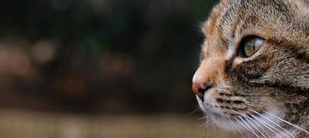 närbild porträtt av randig katt ansikte i profil. de munkorg av en randig katt med grön ögon, lång vit mustasch, rosa näsa. foto