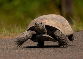 sköldpadda marscherande ner de väg foto