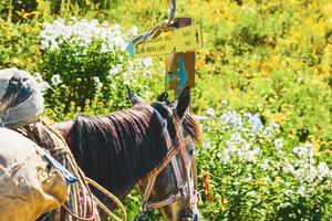 häst stå förbi vandring spår posta tecken i lagodekhi nationell parkera. svart sten sjö häst rida aktivitet foto