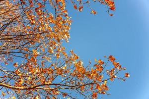 naturlig höst falla se av träd med gul orange blad i trädgård skog eller parkera. ek löv under höst säsong. inspirera natur i oktober eller september. förändra av säsonger begrepp. foto